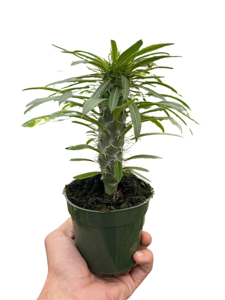 Pachypodium 'lamerei' (Madagascar Palm)-Indoor Plants-Trendy Gardener