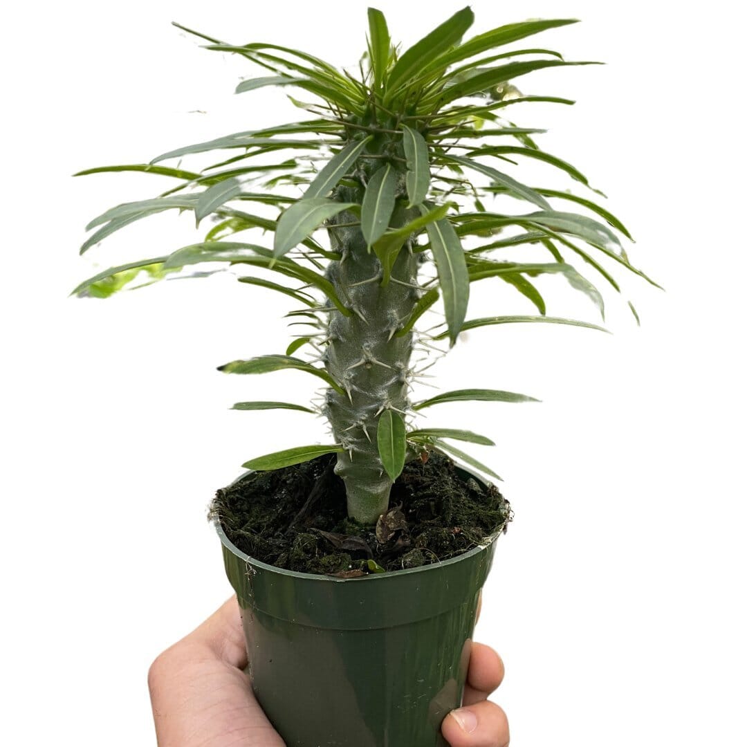 Pachypodium 'lamerei' (Madagascar Palm)-Indoor Plants-Trendy Gardener