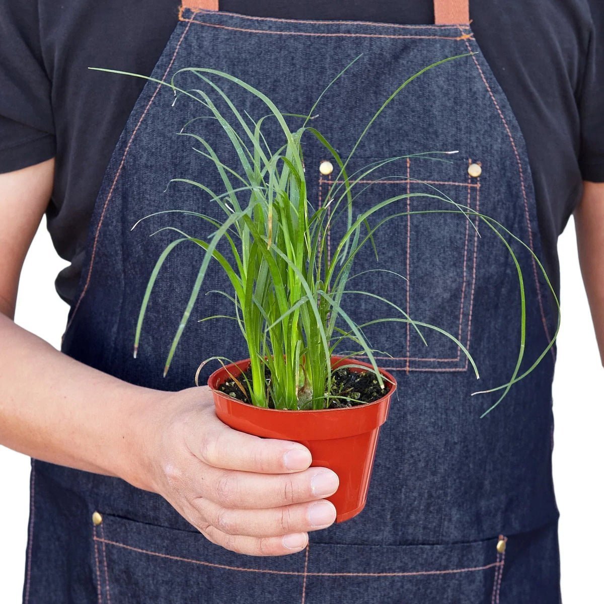 Palm Ponytail-Indoor Plants-Trendy Gardener