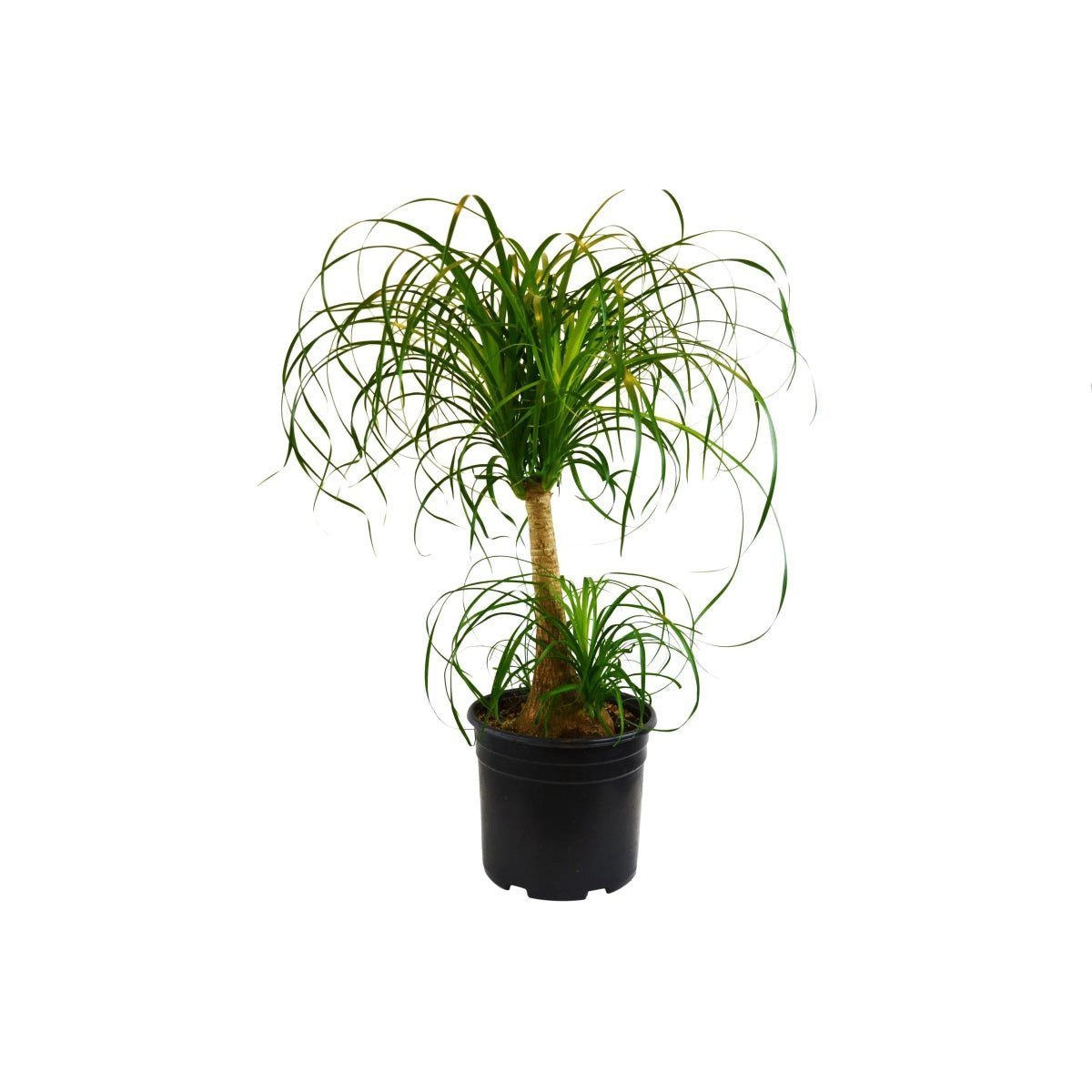 Palm Ponytail-Indoor Plants-Trendy Gardener