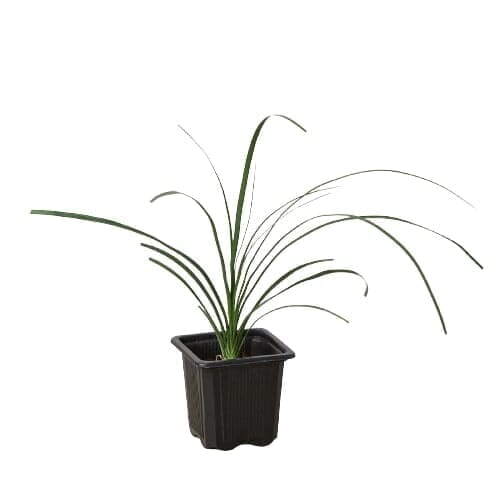 Palm Ponytail-Indoor Plants-Trendy Gardener