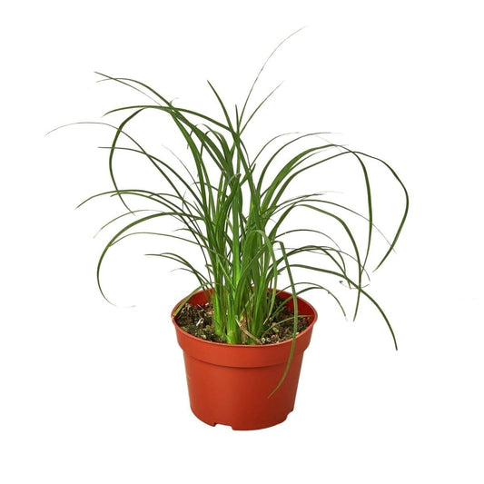 Palm Ponytail-Indoor Plants-Trendy Gardener