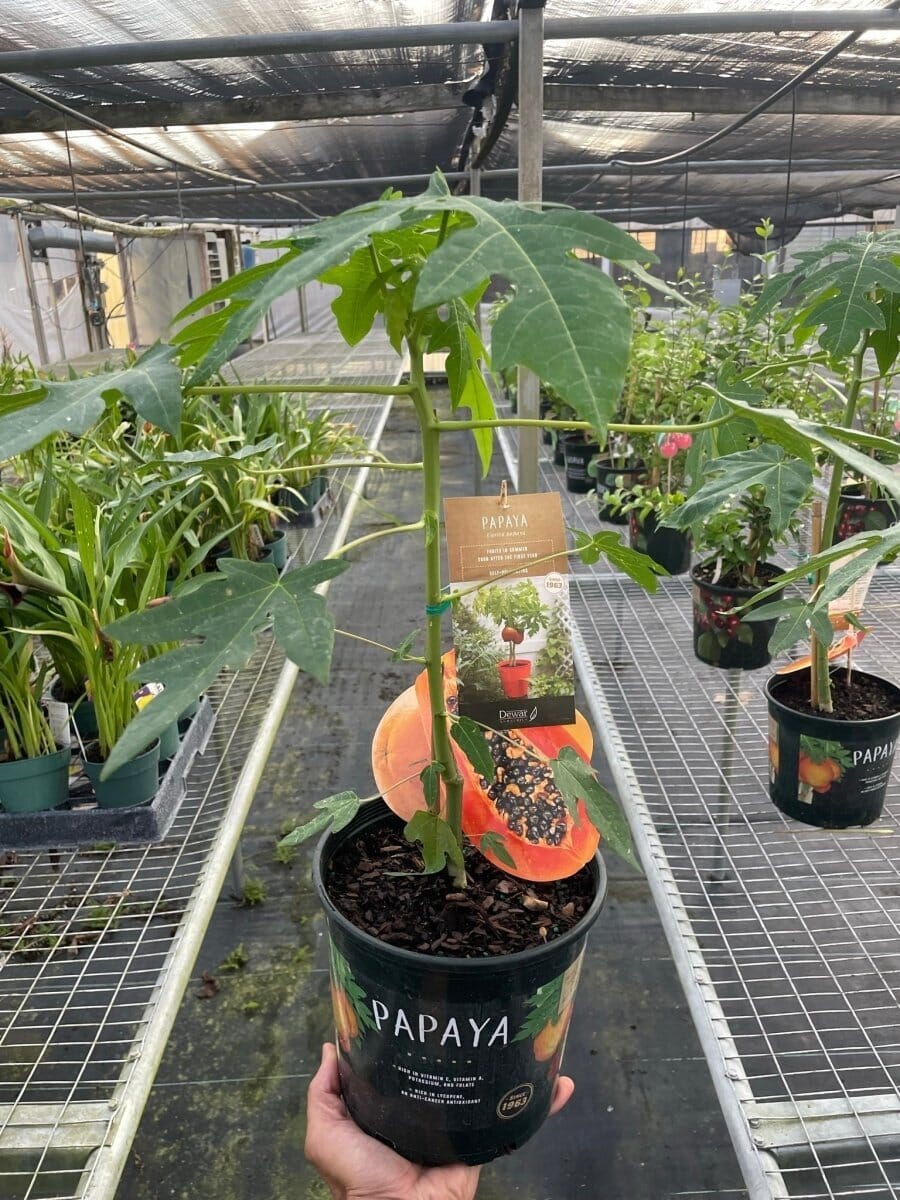 Papaya Tree-Indoor Plants-Trendy Gardener