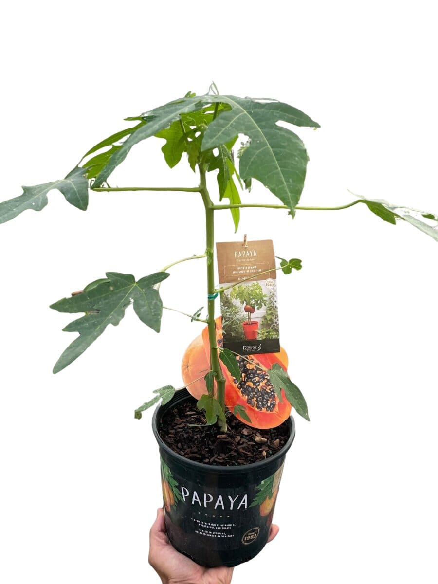 Papaya Tree-Indoor Plants-Trendy Gardener