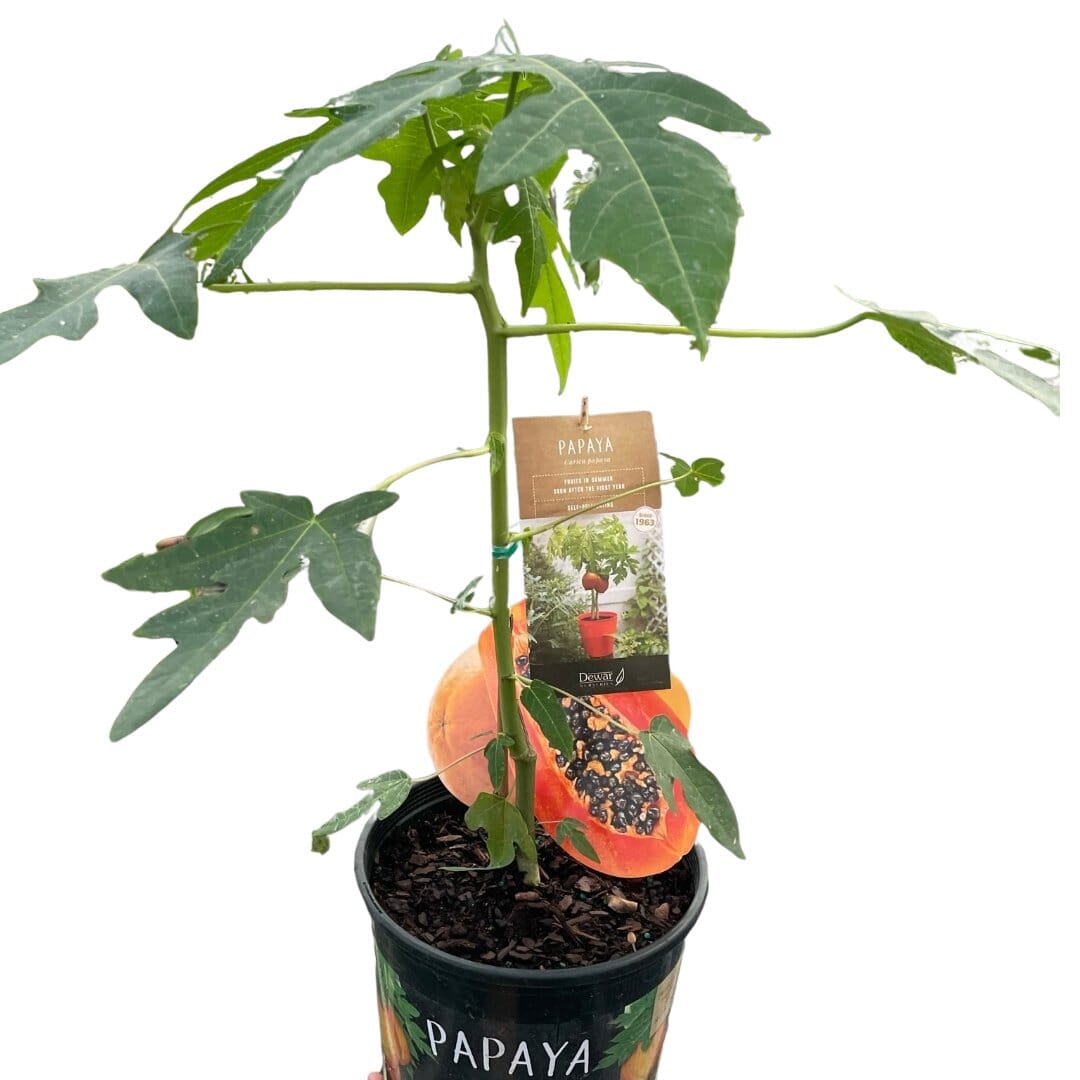 Papaya Tree-Indoor Plants-Trendy Gardener