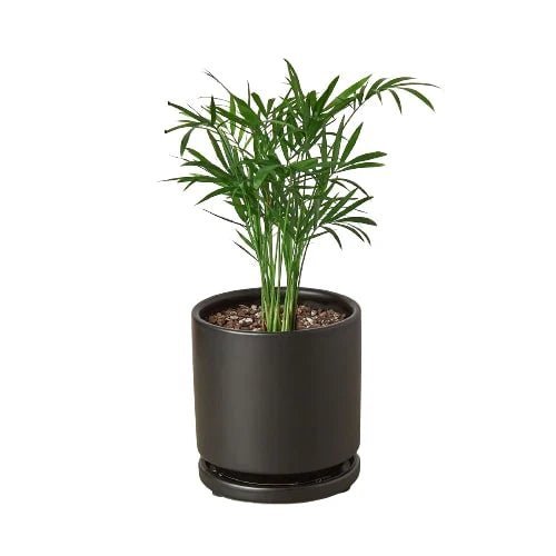 Parlor Palm-Indoor Plants-Trendy Gardener