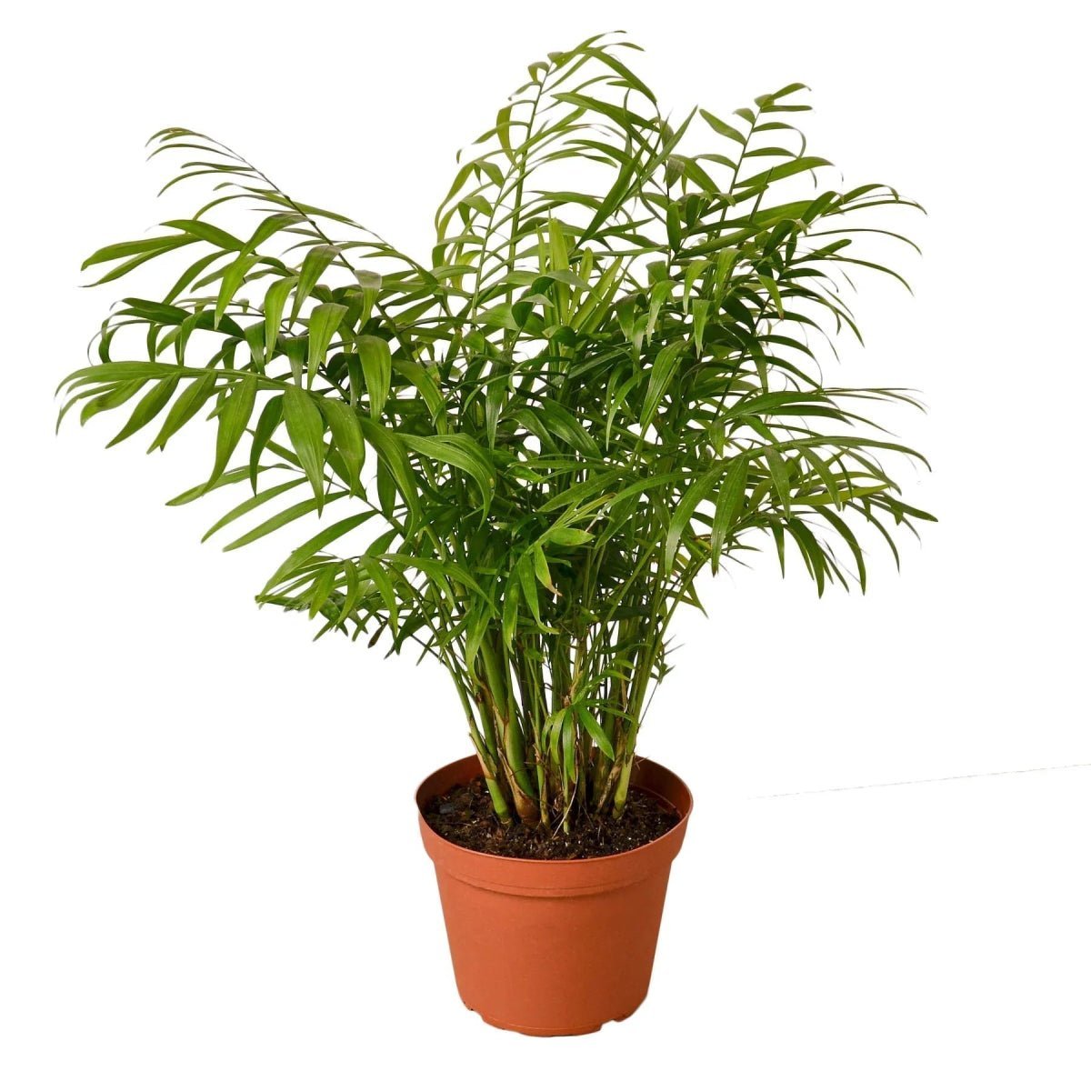 Parlor Palm-Indoor Plants-Trendy Gardener