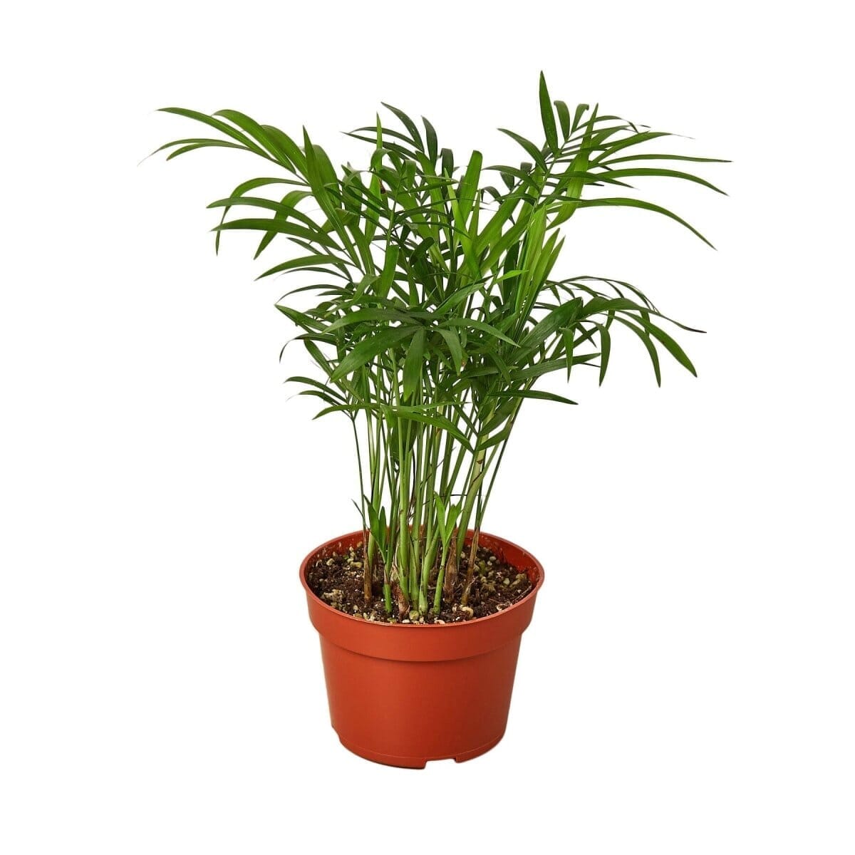 Parlor Palm-Indoor Plants-Trendy Gardener