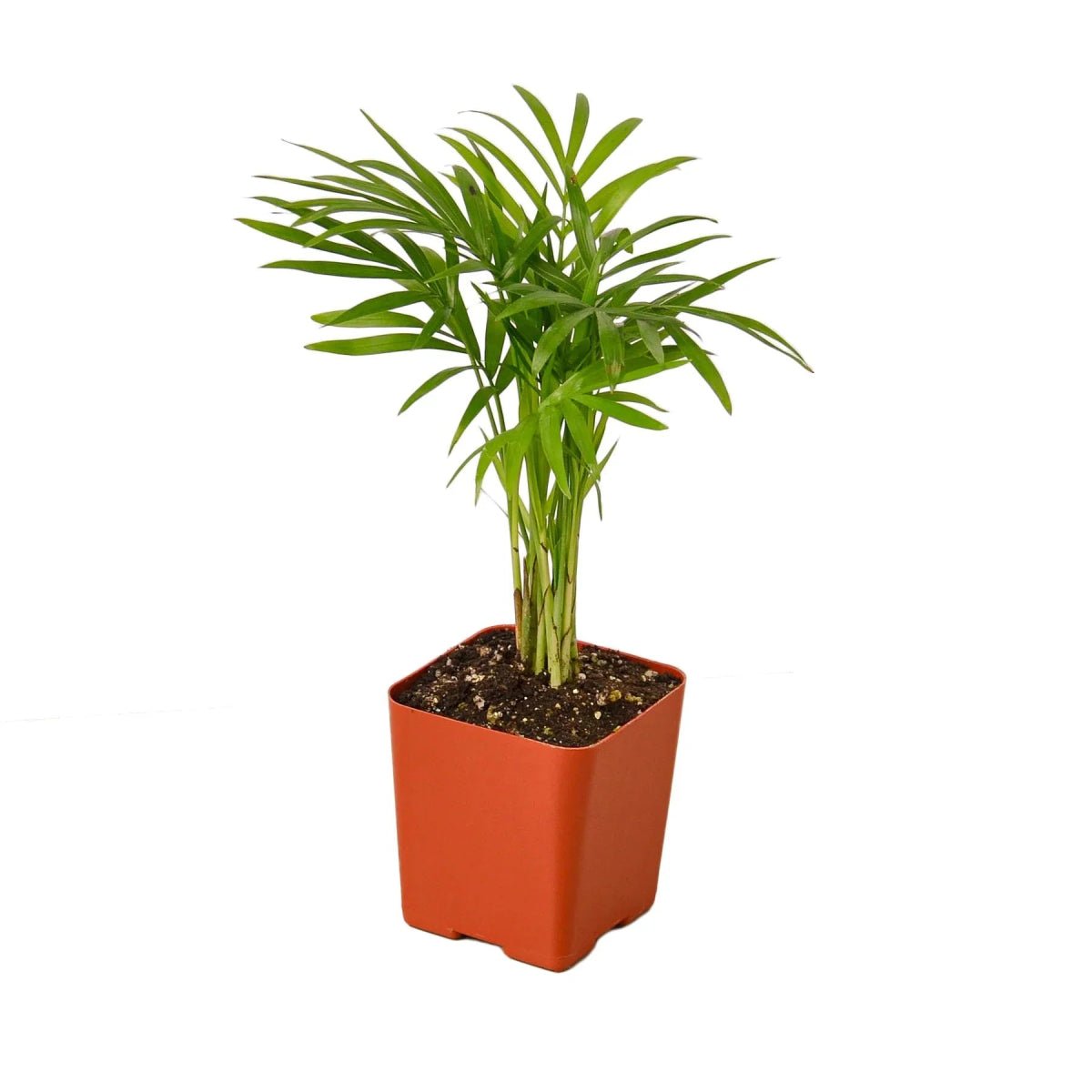 Parlor Palm-Indoor Plants-Trendy Gardener