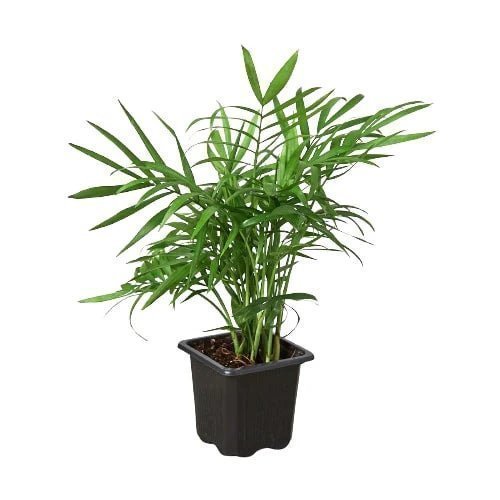 Parlor Palm Indoor Plants Trendy Gardener 