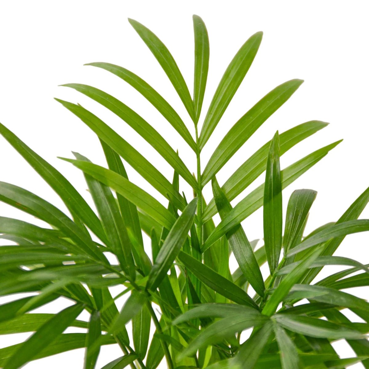 Parlor Palm-Indoor Plants-Trendy Gardener