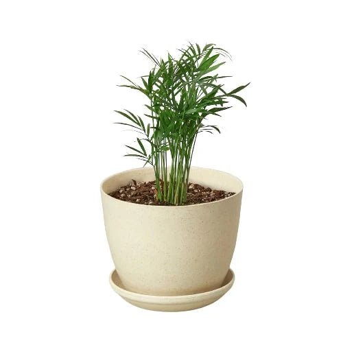 Parlor Palm-Indoor Plants-Trendy Gardener