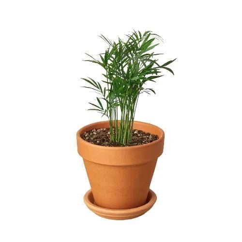 Parlor Palm Indoor Plants Trendy Gardener 