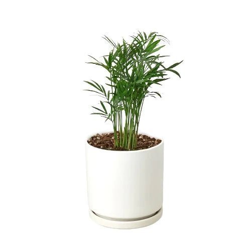 Parlor Palm-Indoor Plants-Trendy Gardener