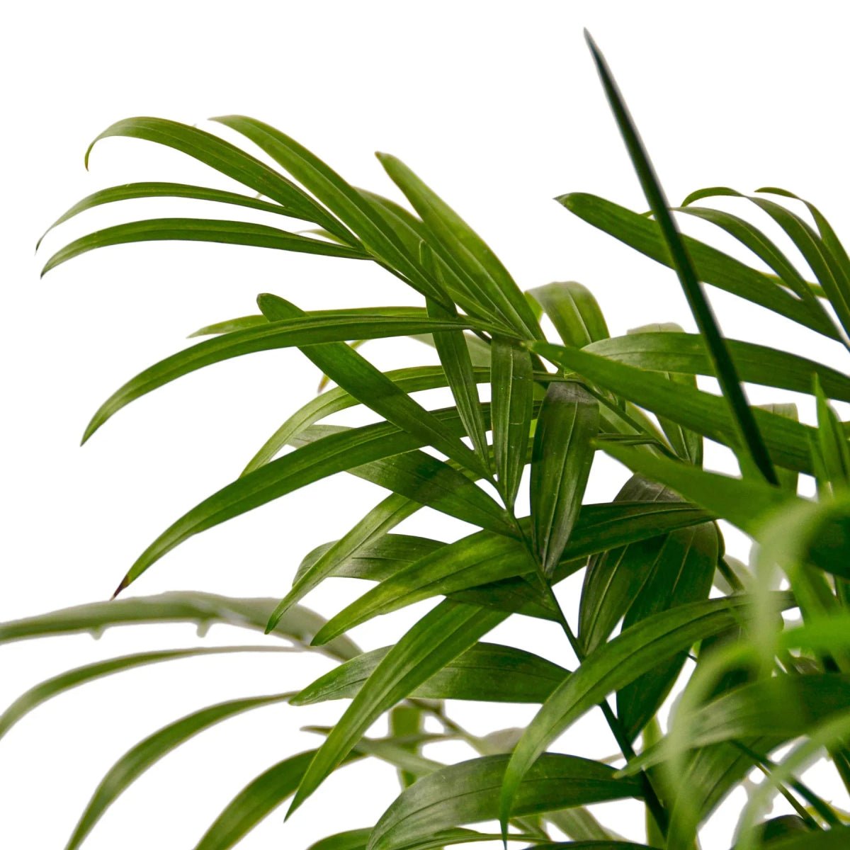 Parlor Palm-Indoor Plants-Trendy Gardener