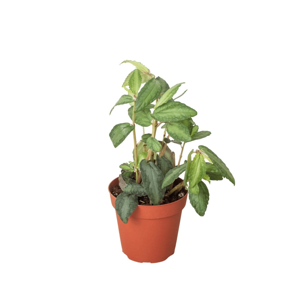 Pellionia Daveanna - 4" Pot-Indoor Plants-Trendy Gardener