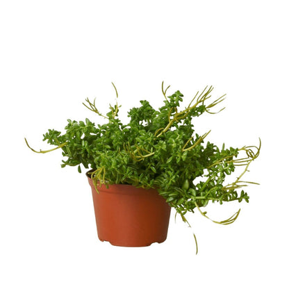 Peperomia Axillaris-Indoor Plants-Trendy Gardener
