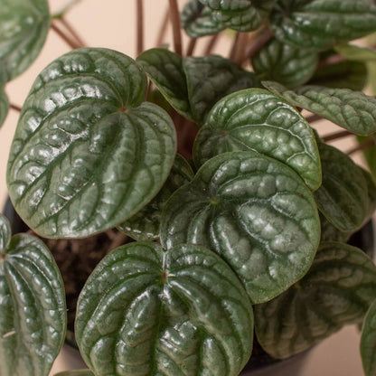 Peperomia Burbella-Indoor Plants-Trendy Gardener