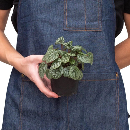 Peperomia Burbella-Indoor Plants-Trendy Gardener