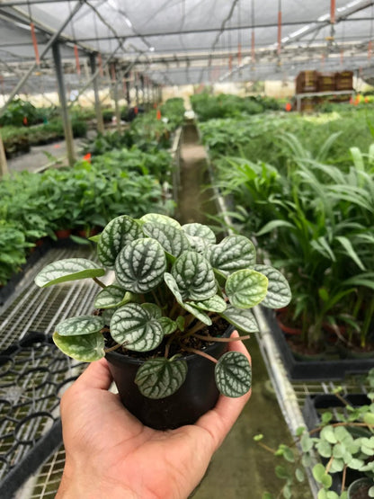 Peperomia Burbella-Indoor Plants-Trendy Gardener
