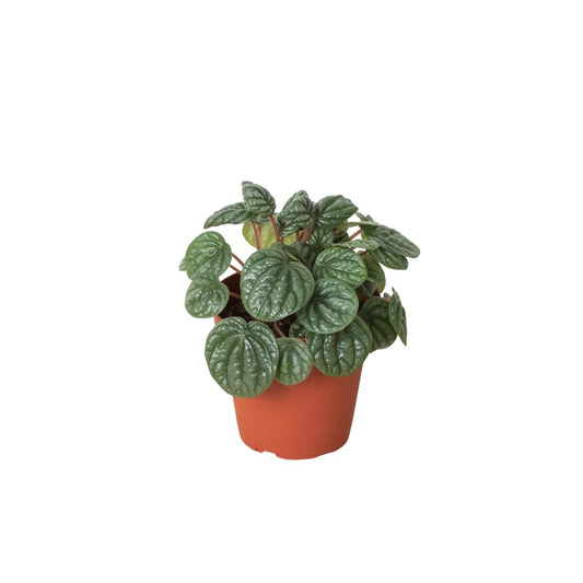 Peperomia Burbella-Indoor Plants-Trendy Gardener