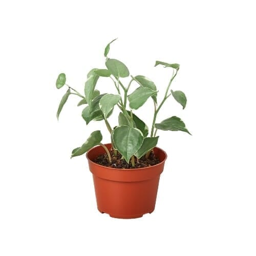 Peperomia Cupid-Indoor Plants-Trendy Gardener