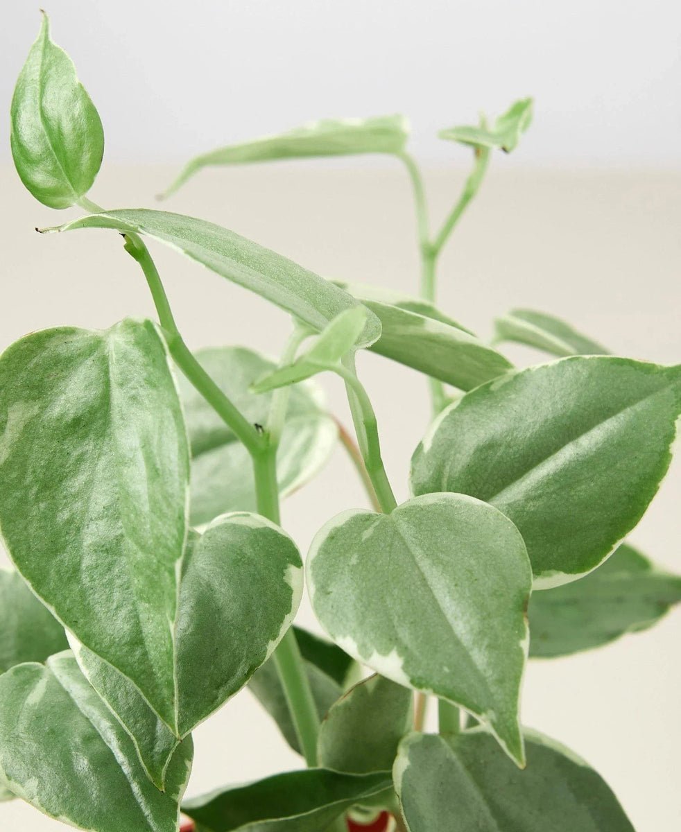 Peperomia Cupid-Indoor Plants-Trendy Gardener