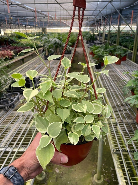 Peperomia Cupid-Indoor Plants-Trendy Gardener