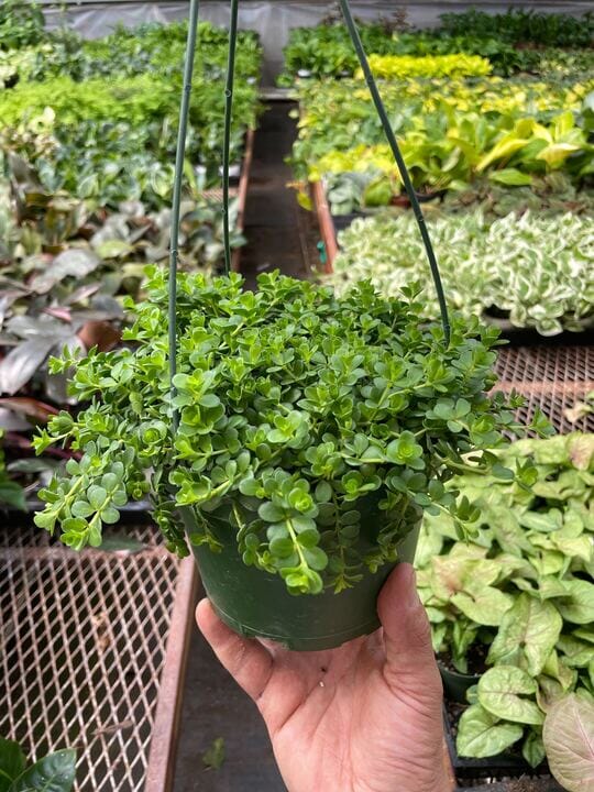 Peperomia Deppeana-Indoor Plants-Trendy Gardener