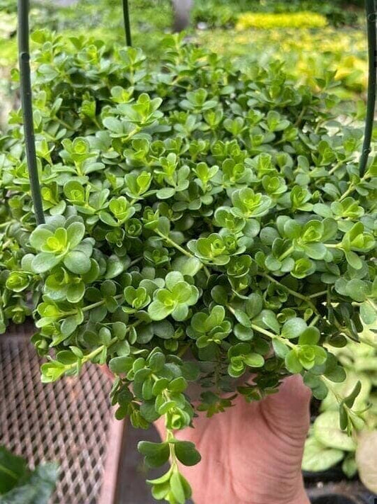 Peperomia Deppeana Indoor Plants Trendy Gardener 6" Pot 