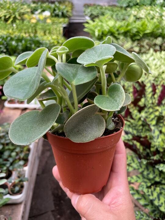 Peperomia Felted-Indoor Plants-Trendy Gardener