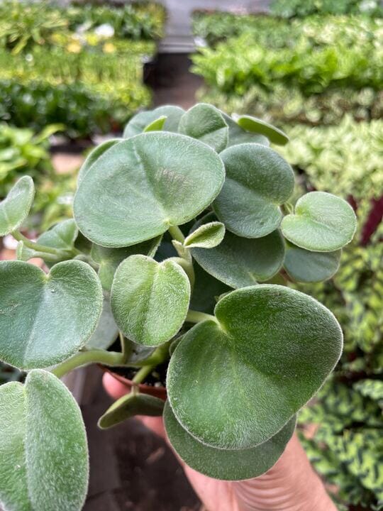 Peperomia Felted-Indoor Plants-Trendy Gardener