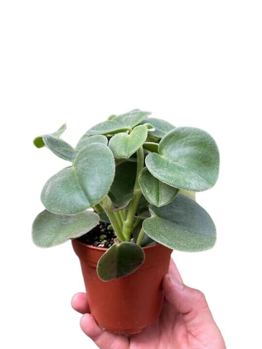 Peperomia Felted-Indoor Plants-Trendy Gardener