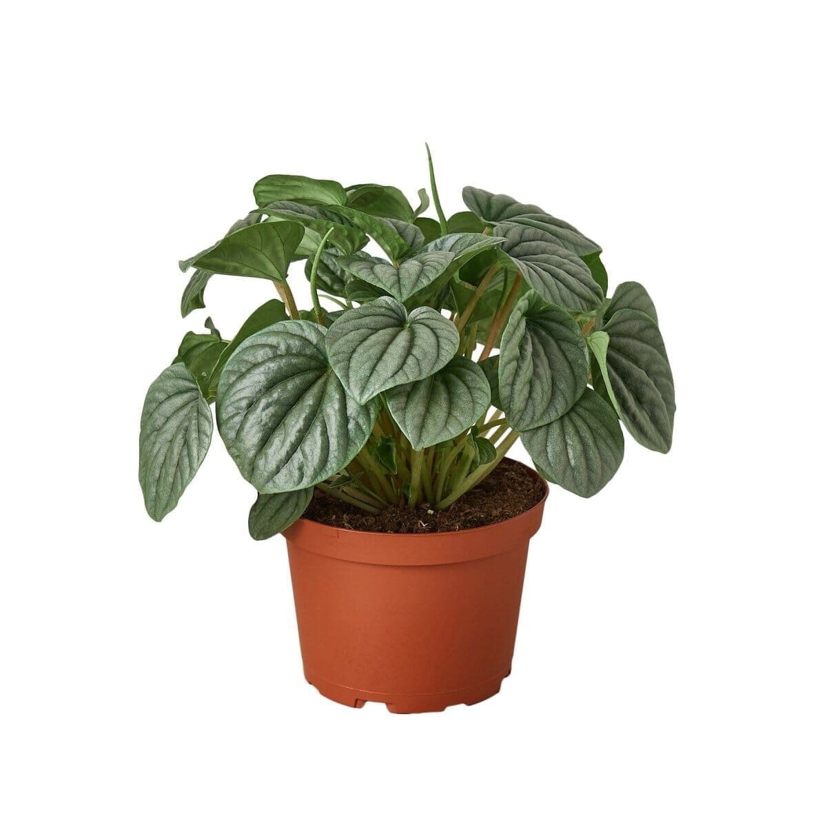 Peperomia Frost-Indoor Plants-Trendy Gardener