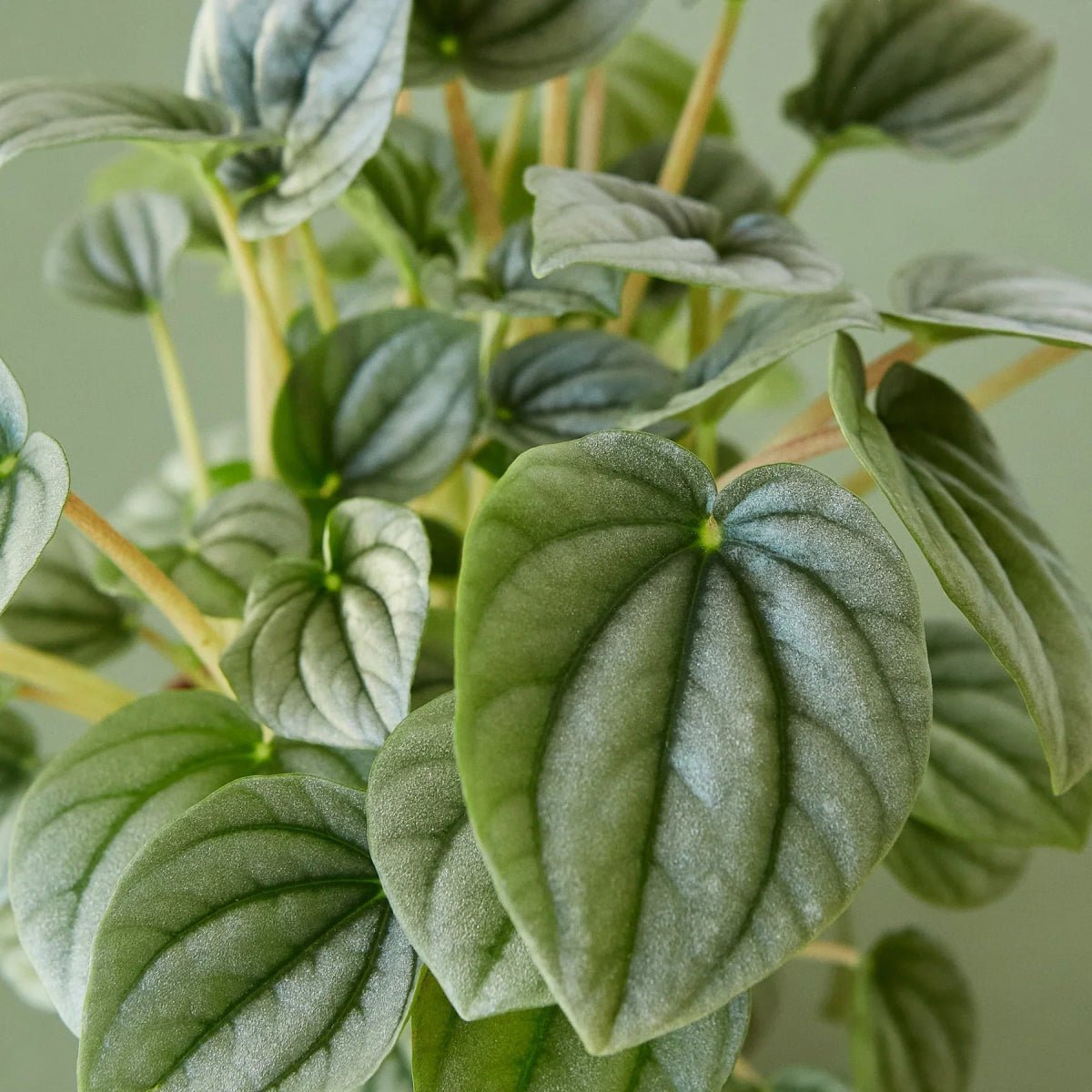 Peperomia Frost-Indoor Plants-Trendy Gardener