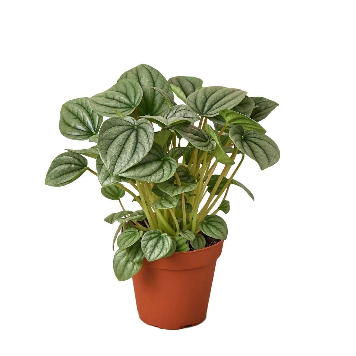 Peperomia Frost-Indoor Plants-Trendy Gardener