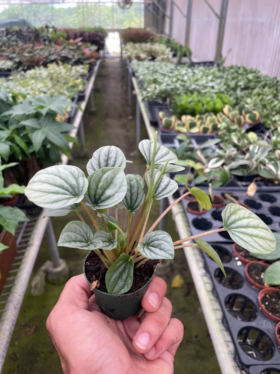 Peperomia Frost-Indoor Plants-Trendy Gardener