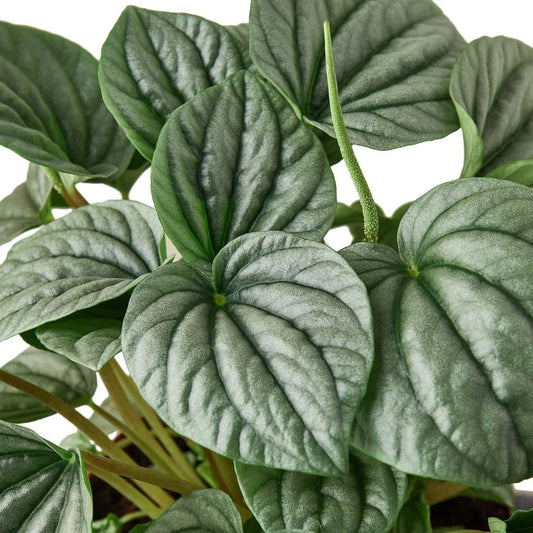 Peperomia Frost-Indoor Plants-Trendy Gardener