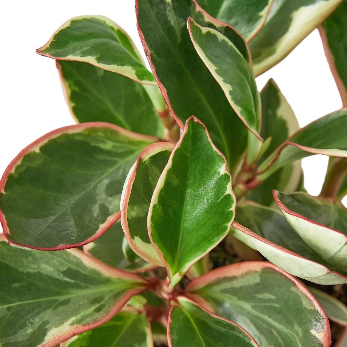 Peperomia Ginny-Indoor Plants-Trendy Gardener