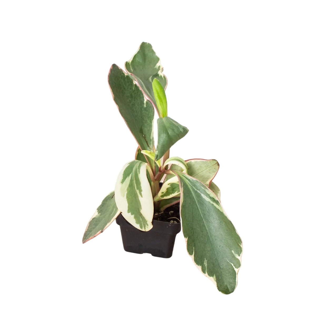 Peperomia Ginny-Indoor Plants-Trendy Gardener