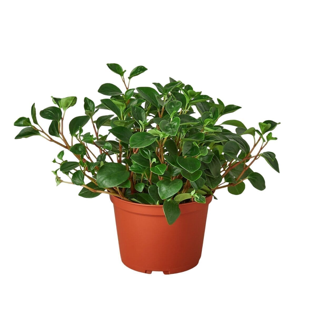 Peperomia Glabella Indoor Plants Trendy Gardener 4" Pot 