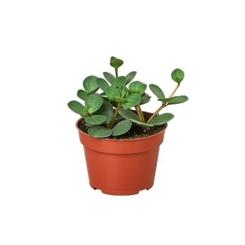 Peperomia Hope-4" Plant-Trendy Gardener