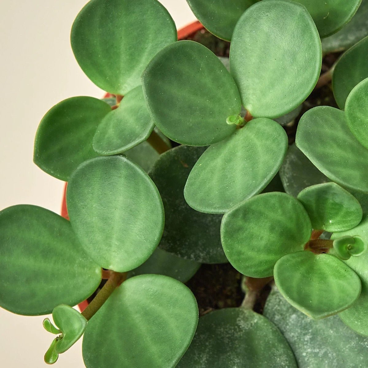 Peperomia Hope-4" Plant-Trendy Gardener