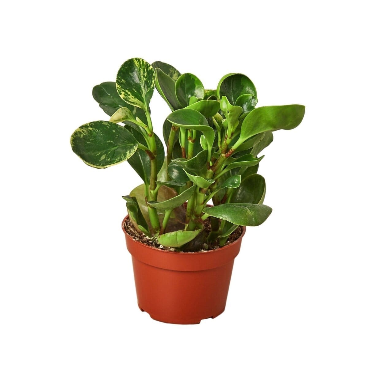 Peperomia Marble-Indoor Plants-Trendy Gardener