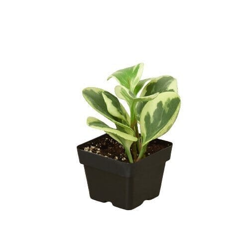 Peperomia Marble-Indoor Plants-Trendy Gardener