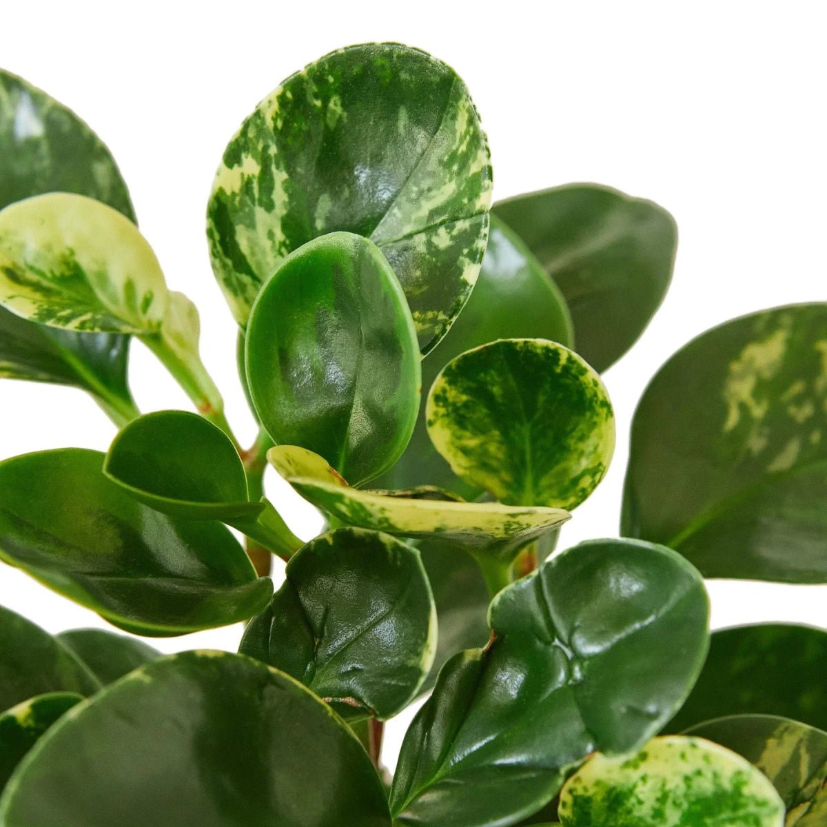 Peperomia Marble-Indoor Plants-Trendy Gardener