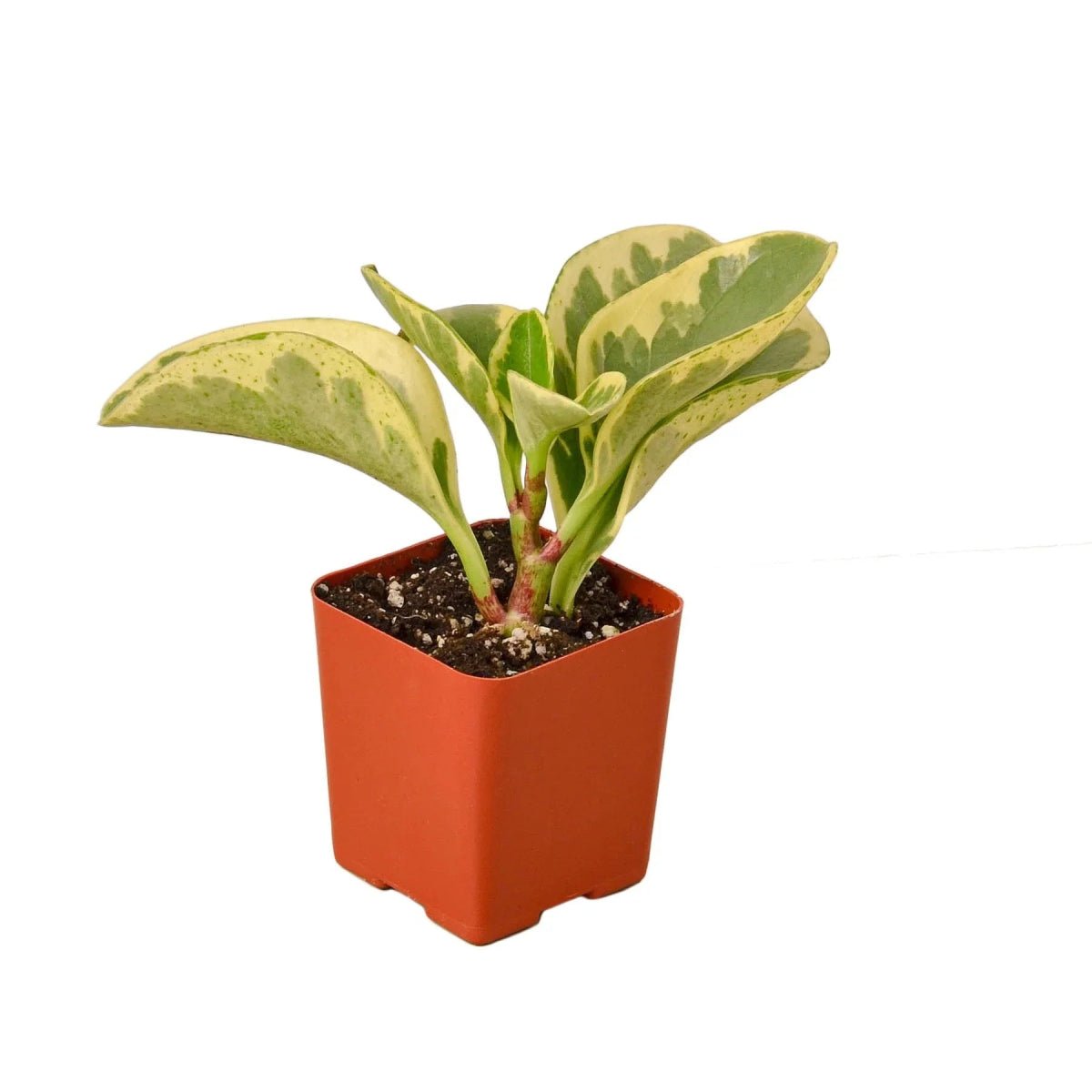 Peperomia Marble-Indoor Plants-Trendy Gardener