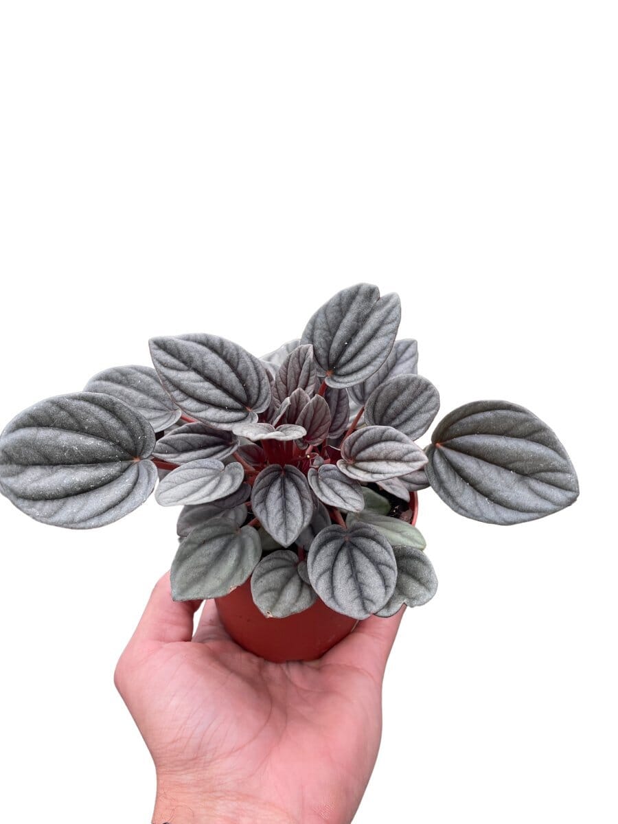 Peperomia Mendoza-Indoor Plants-Trendy Gardener