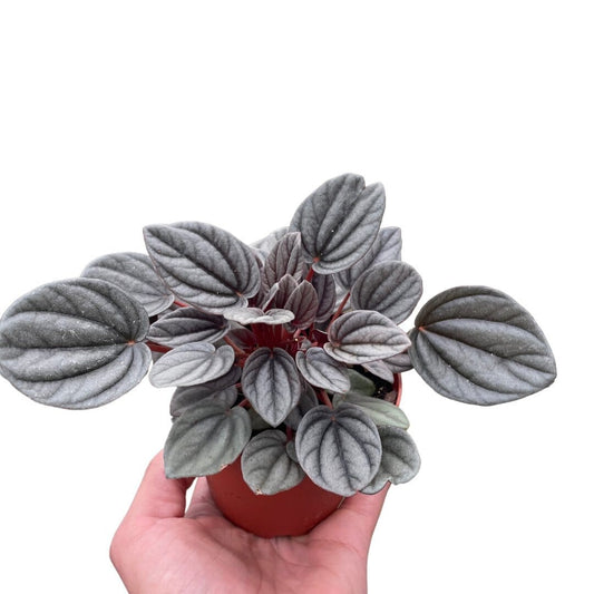 Peperomia Mendoza-Indoor Plants-Trendy Gardener