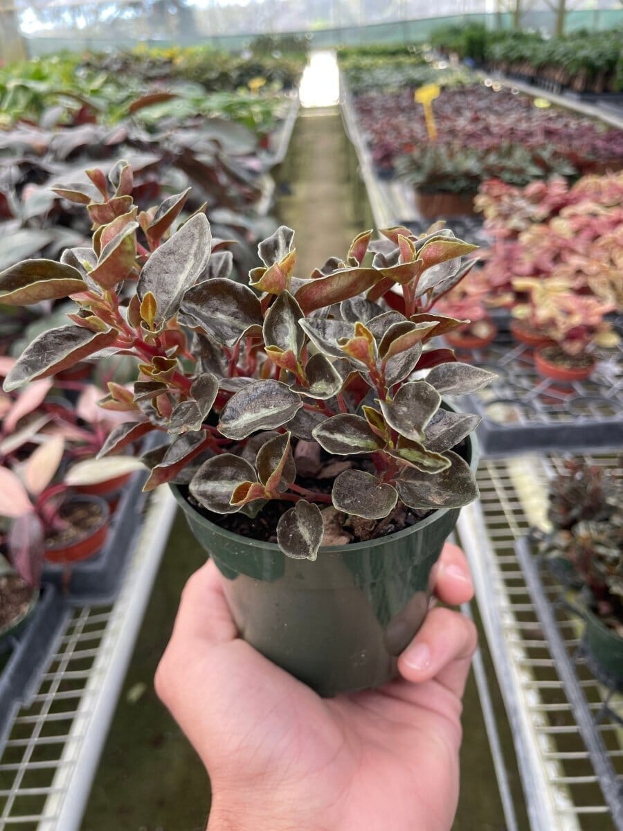 Peperomia Metallica-Indoor Plants-Trendy Gardener